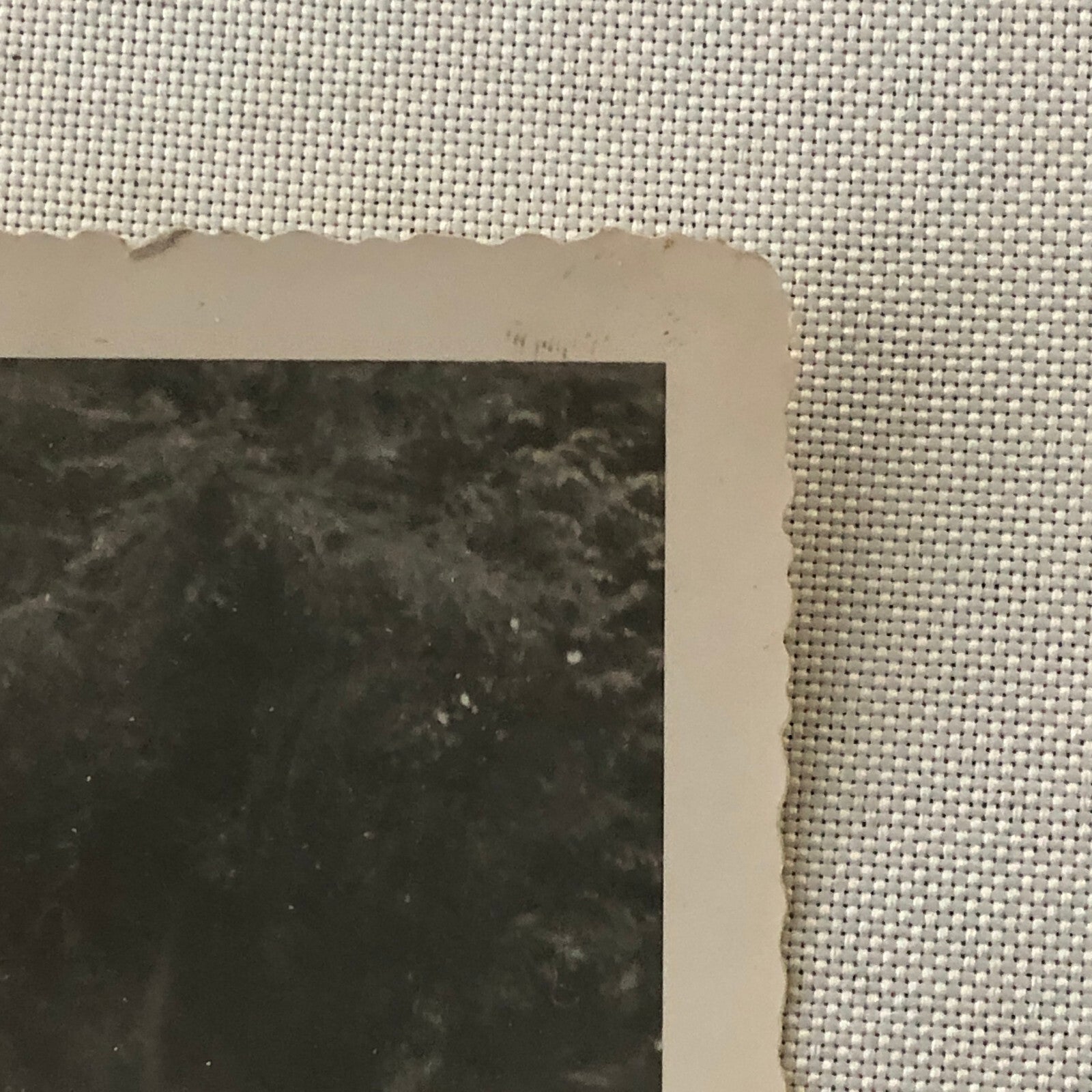 Vintage Oldsmobile Car Tunnel in Large Tree Photo Photograph Snapshot Print