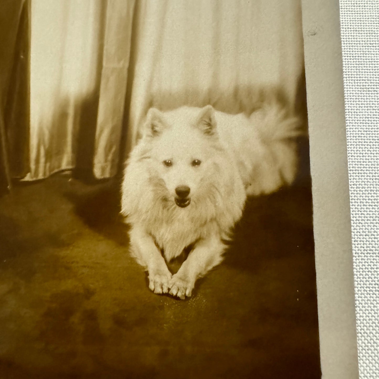 1934 Press Photo Photograph Wife of League of Nations Official with Dog