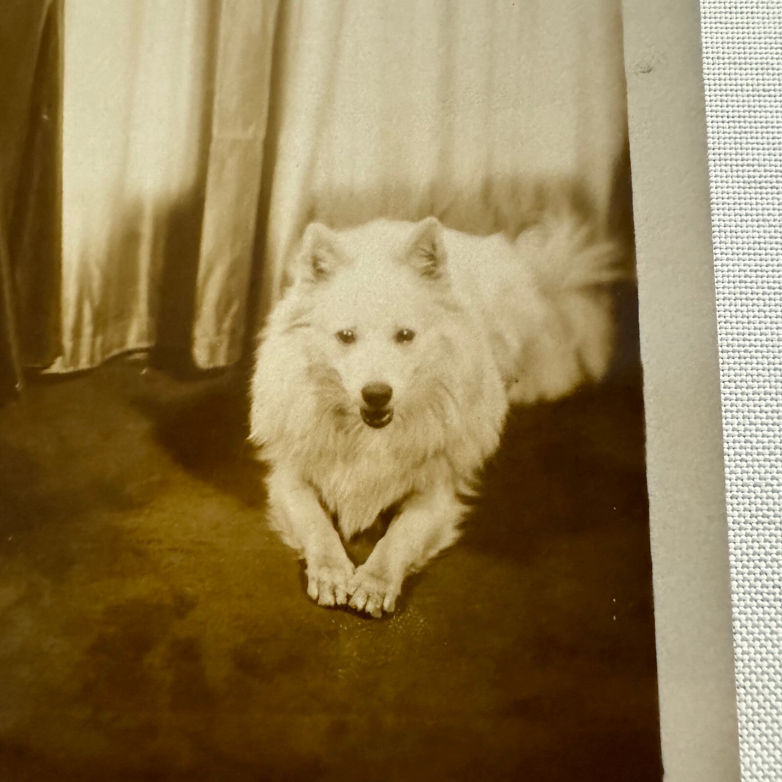 1934 Press Photo Photograph Wife of League of Nations Official with Dog