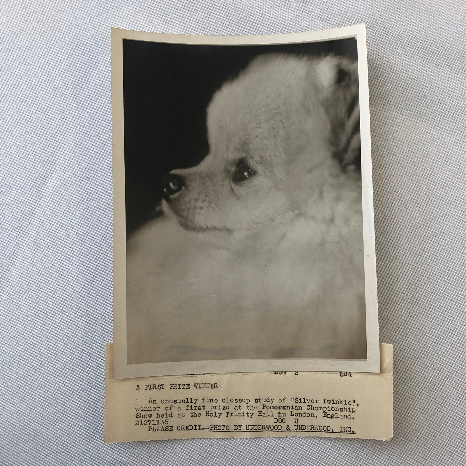 Press Photo Photograph London Dog Show Winner Pomeranian Silver Twinkle