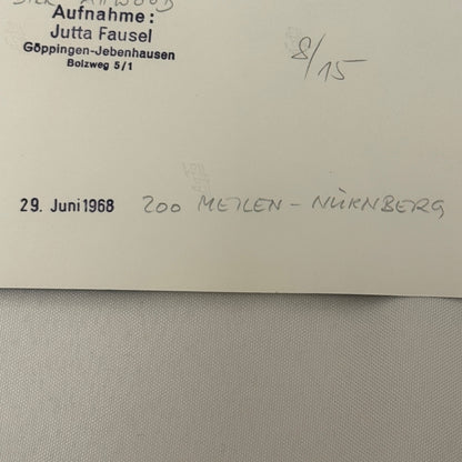 Vintage Racing Photo Brian Redman David Piper Dick Attwood 1968 Photograph