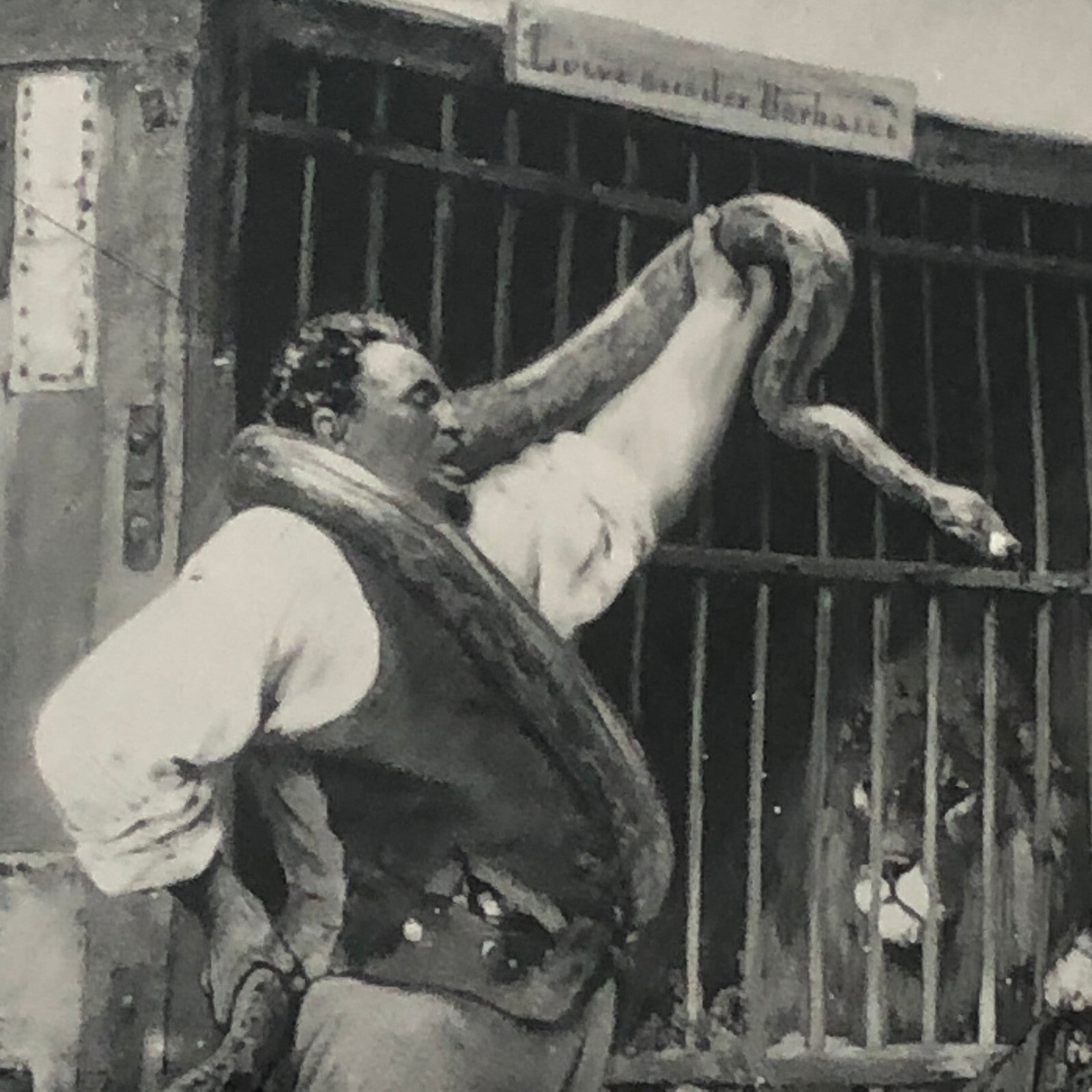 Circus Painting Vintage Photo Photograph Snake Camel Birds Animal Act