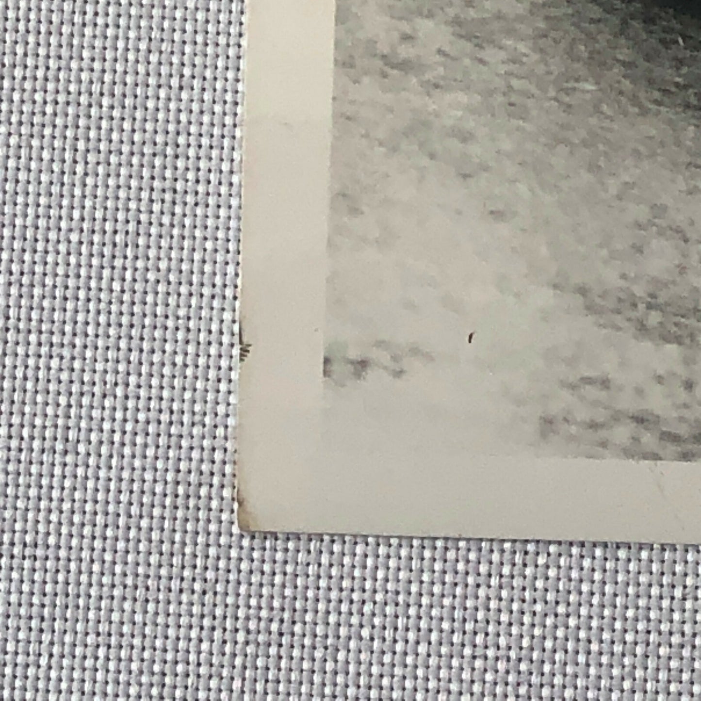 Vintage John Surtees 1966 Dutch Grand Prix Cooper Car Racing Photo Photograph