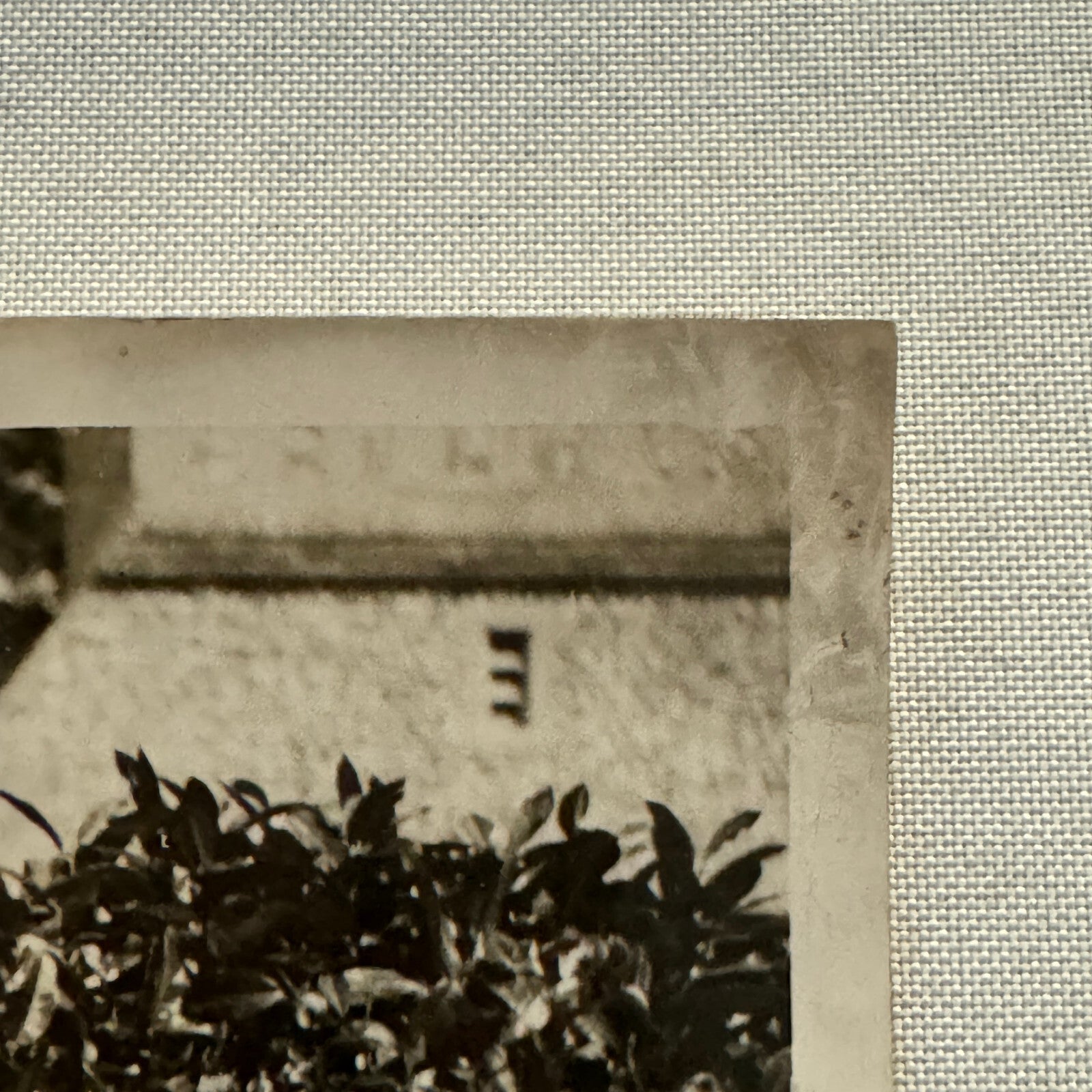 1934 Wedding Press Photo Photograph Horses British Nobles