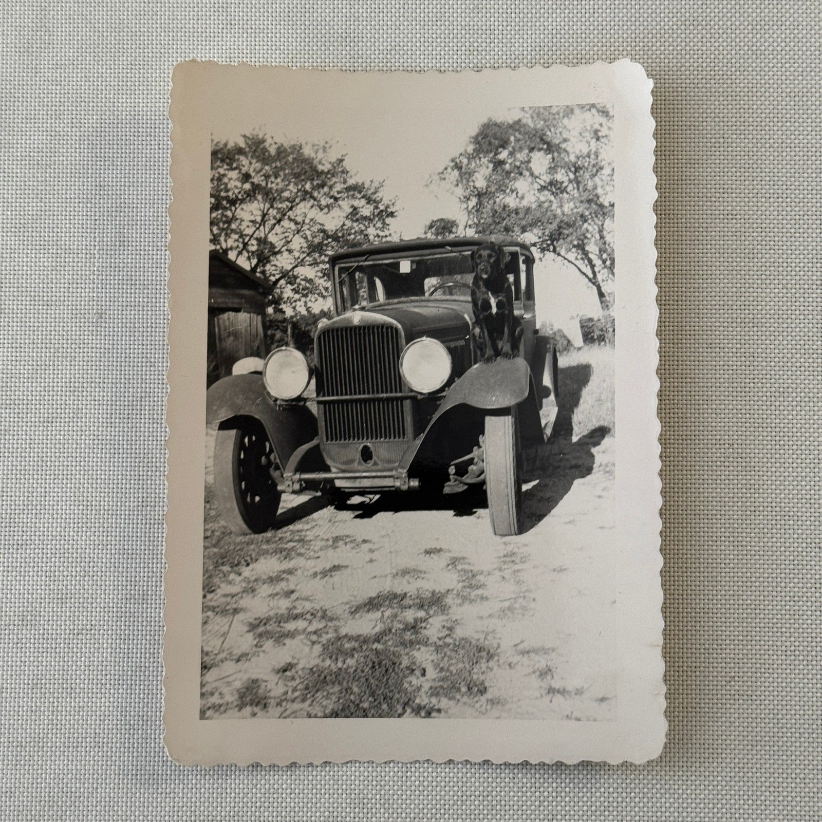 Vintage Car Photo Photograph Print Dog with Automobile Snapshot