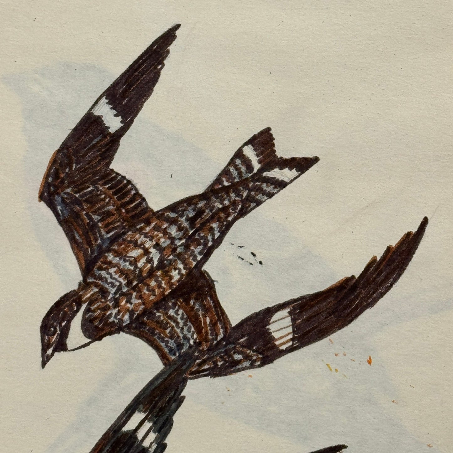 Vintage Bird Art Illustration Sketchbook Baltimore Oriole Grosbeak Nighthawk