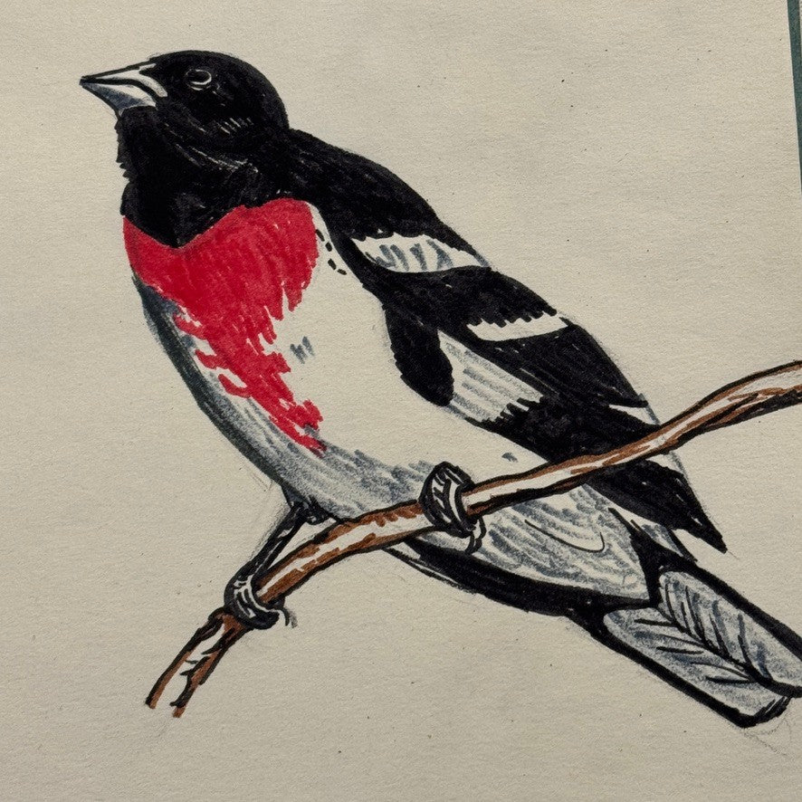 Vintage Bird Art Illustration Sketchbook Baltimore Oriole Grosbeak Nighthawk