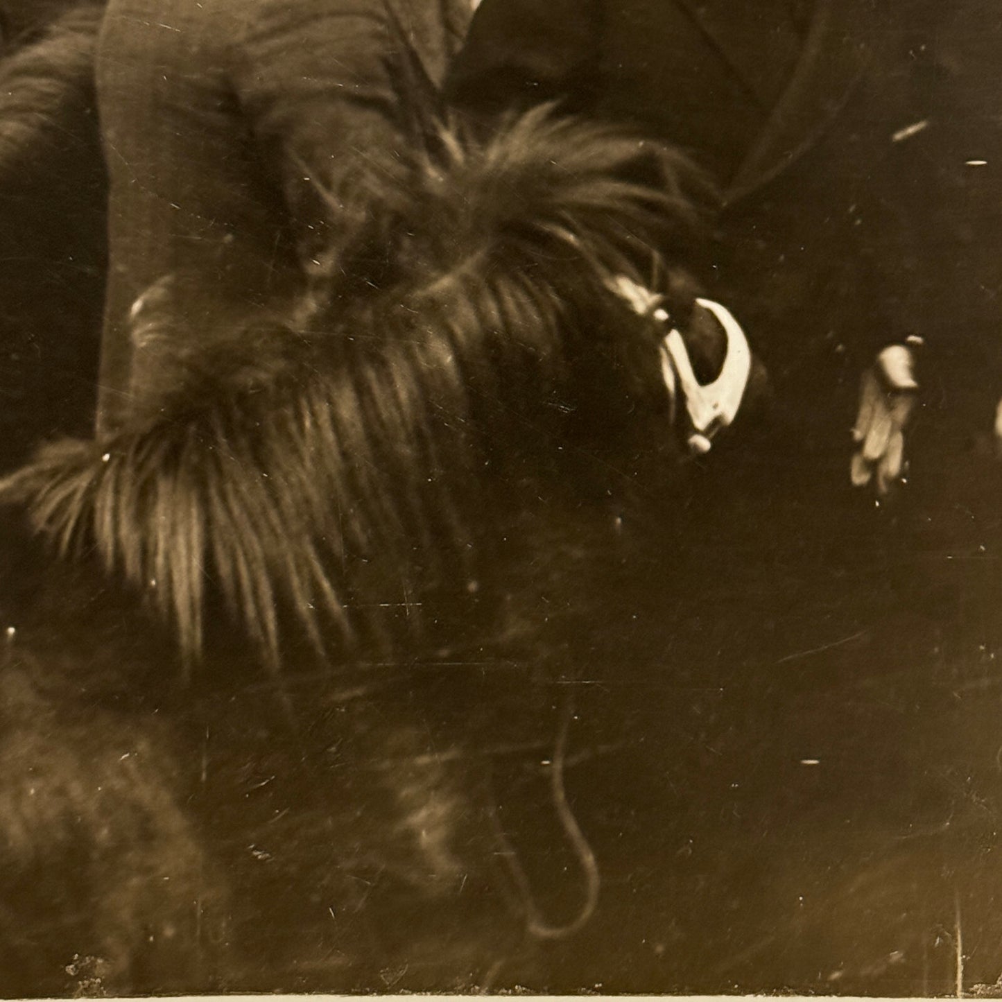 French President Paul Doumer at Bird Show Pony Press Photo Photograph France