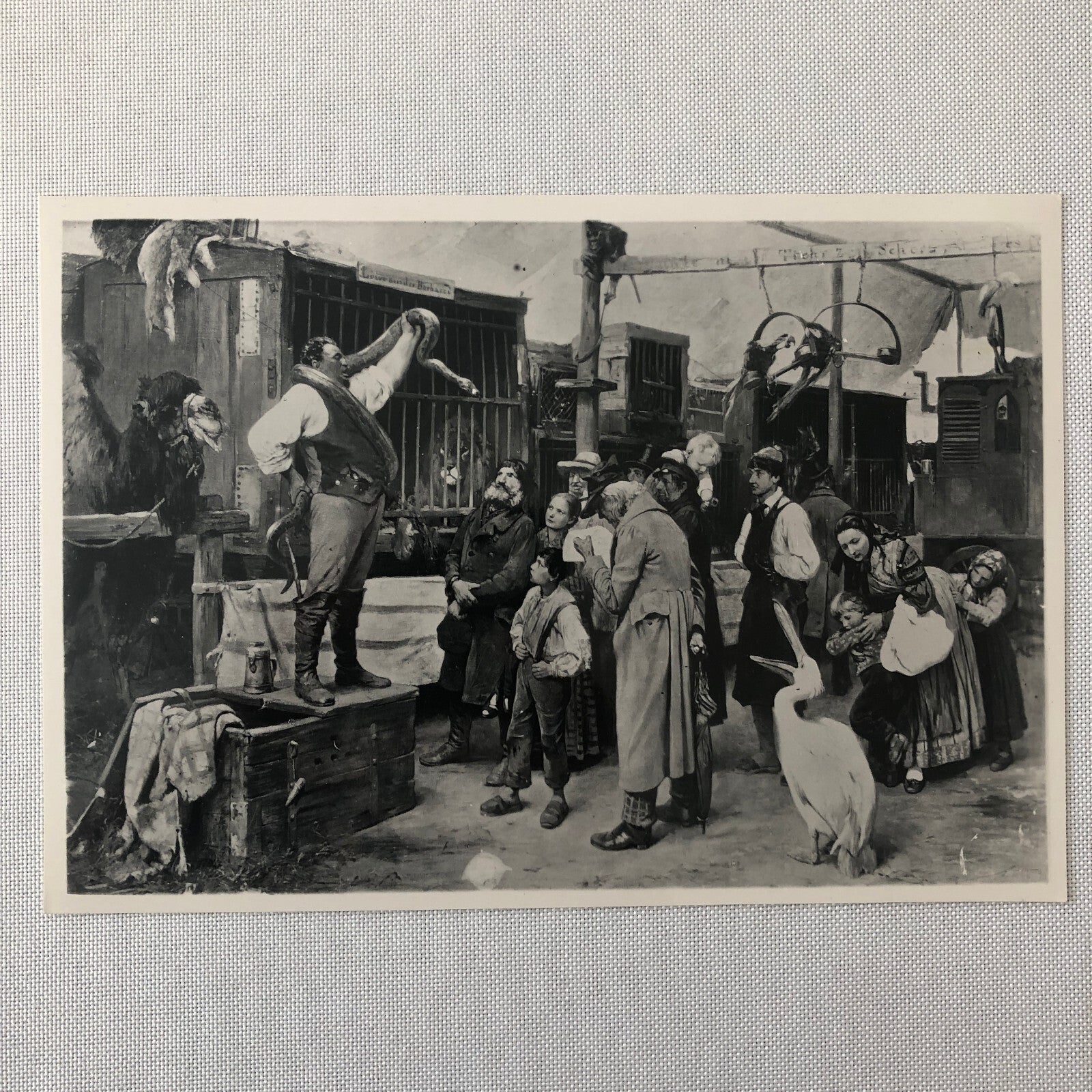 Circus Painting Vintage Photo Photograph Snake Camel Birds Animal Act