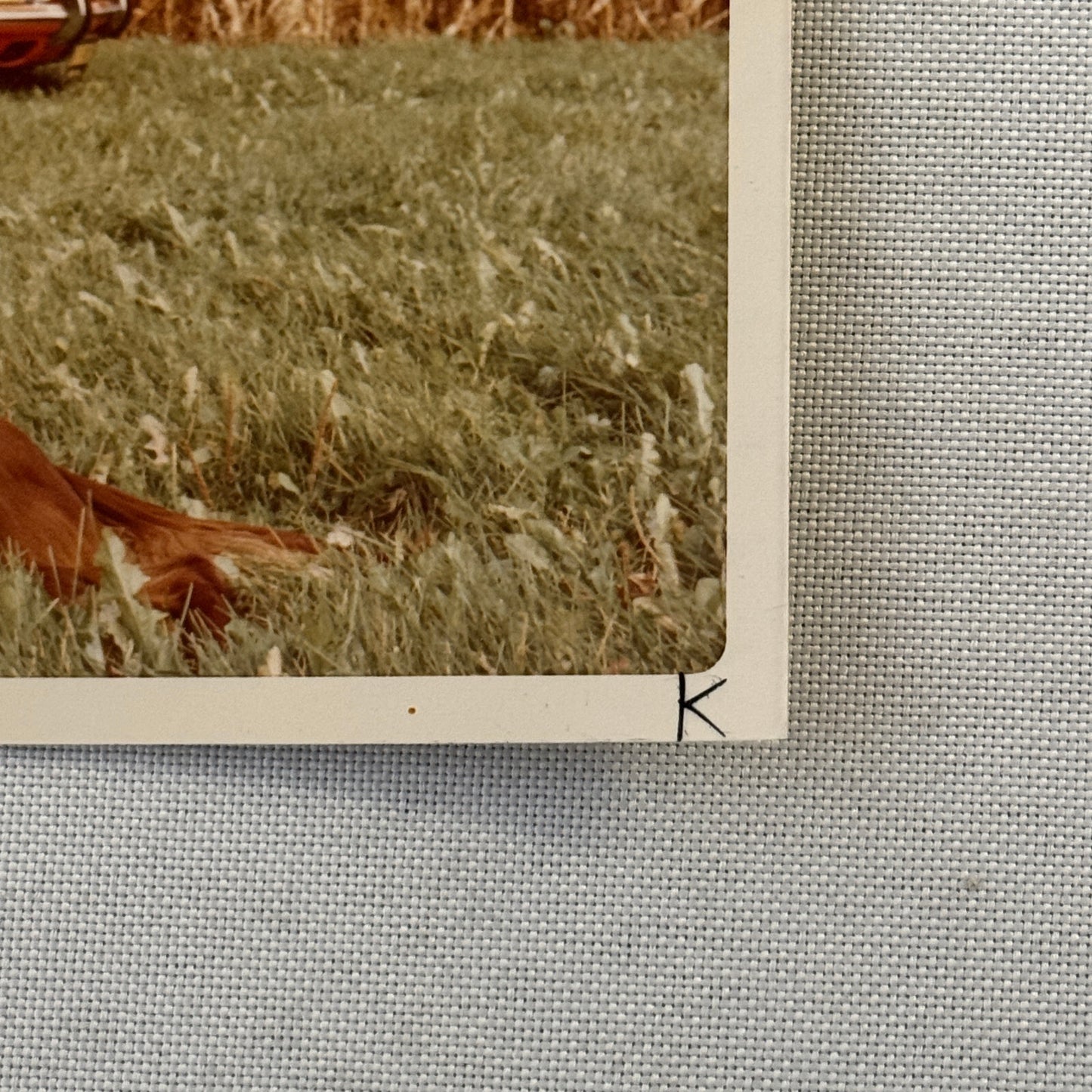 Porsche 911 with Dog Photo Photograph Print Vintage