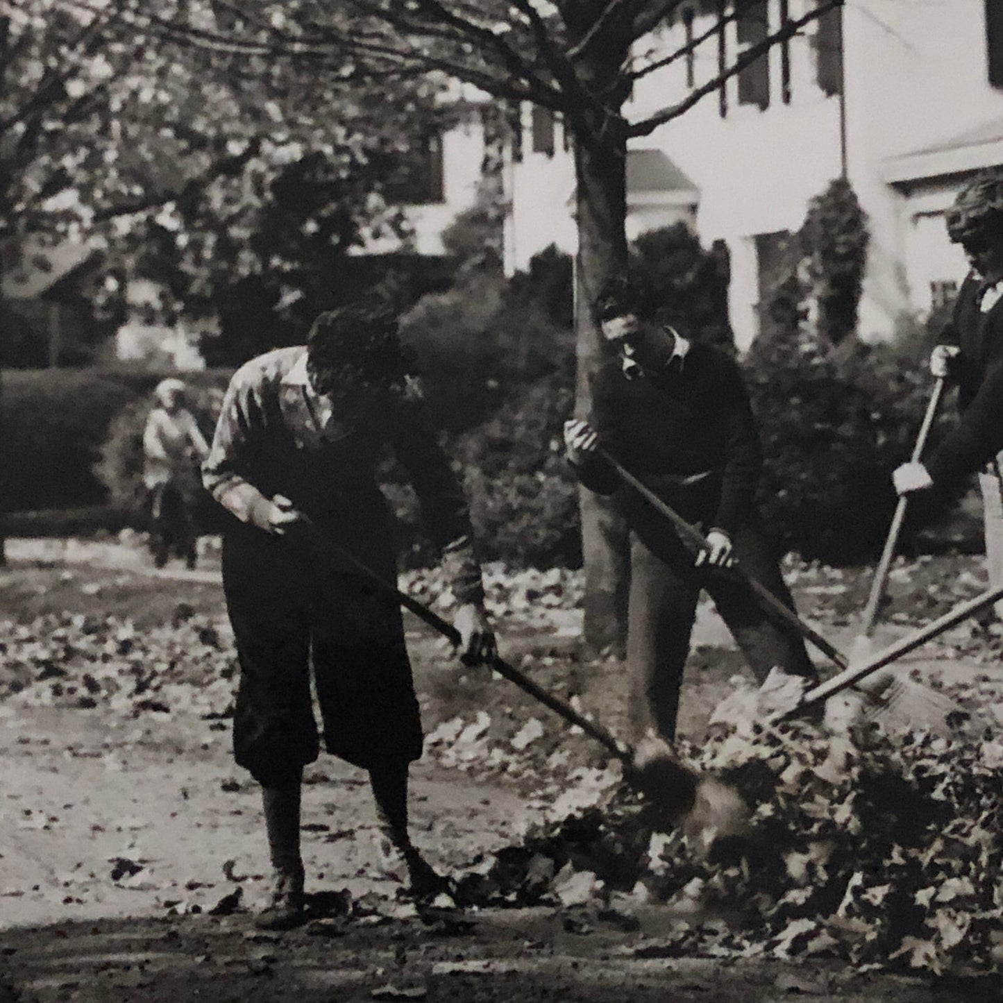 Press Photo Photograph People Raking Leaves Keystone Underwood