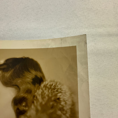 1934 Press Photo Photograph Print Wife of Dutch Envoy Diplomat Netherlands