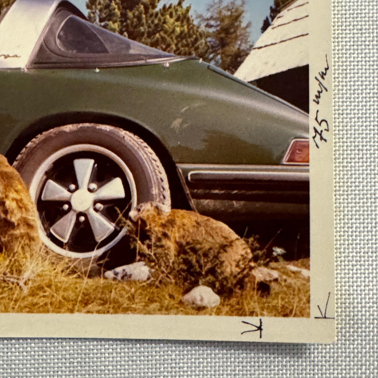 Vintage Photo Photograph Snapshot Porsche 911 Woman Animals