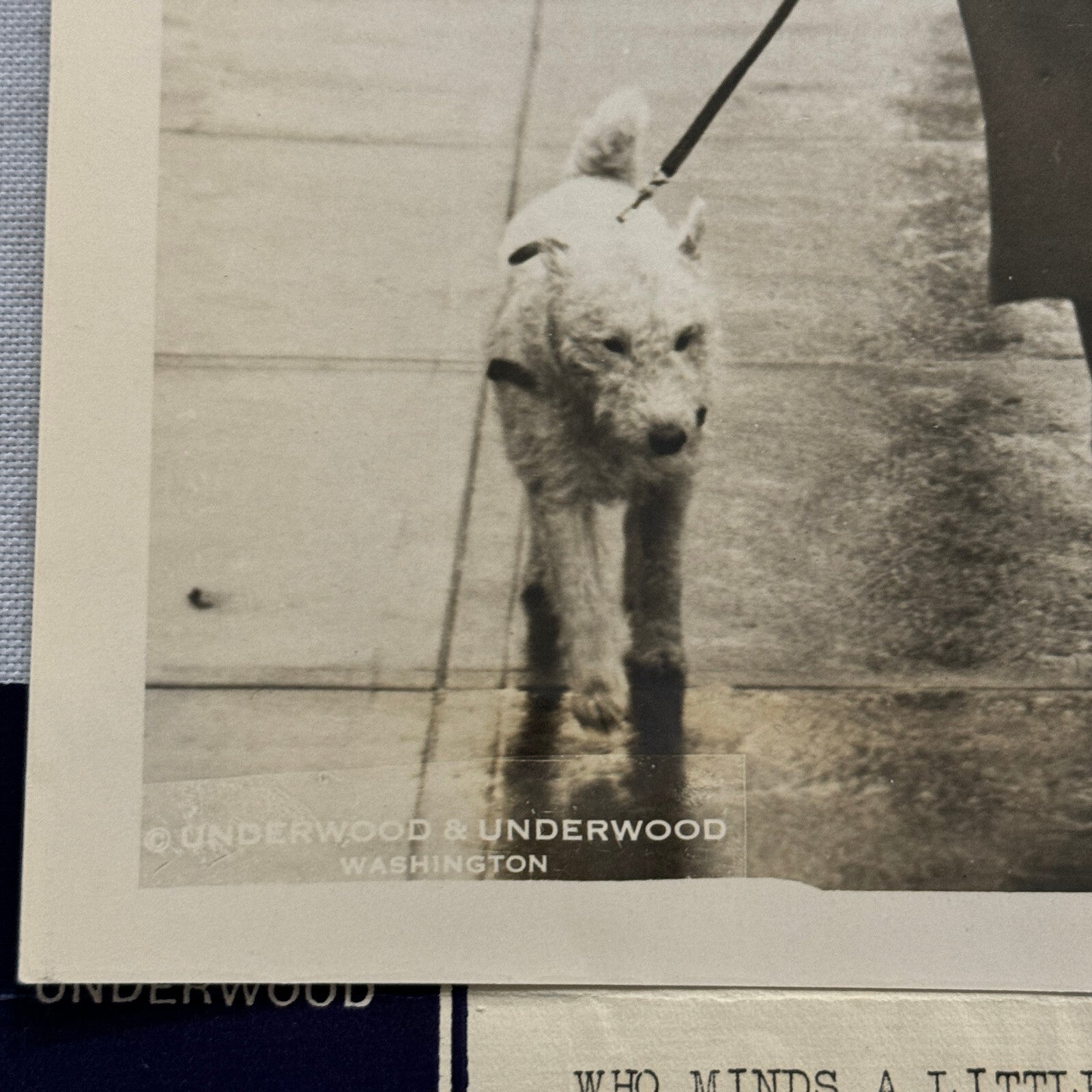 1933 Press Photo Photograph Daughter of Belgian Ambassador Walking Dog in Rain