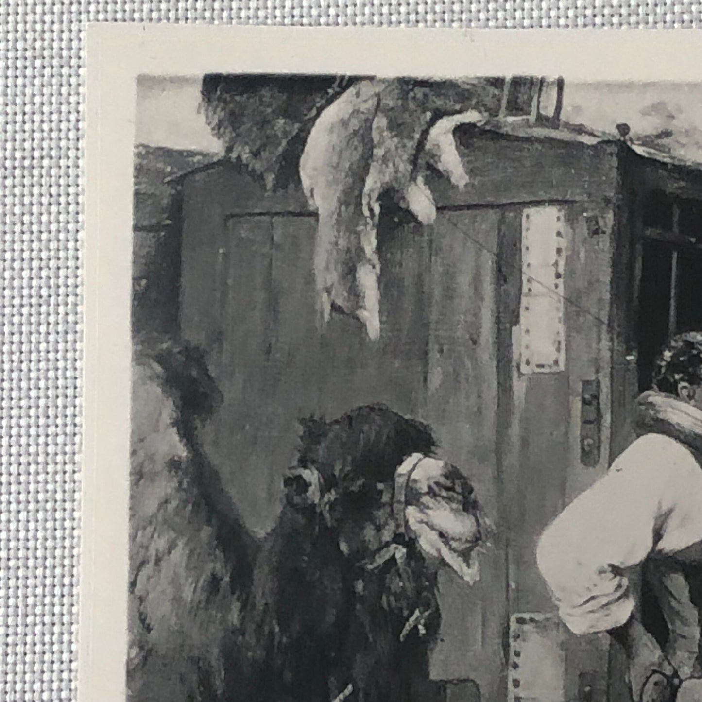 Circus Painting Vintage Photo Photograph Snake Camel Birds Animal Act