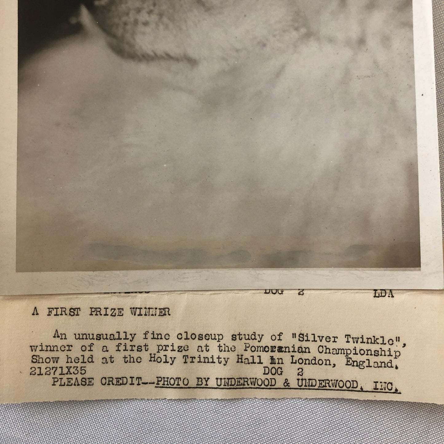 Press Photo Photograph London Dog Show Winner Pomeranian Silver Twinkle