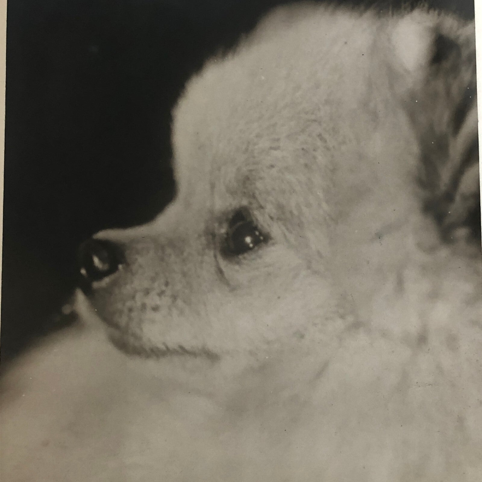 Press Photo Photograph London Dog Show Winner Pomeranian Silver Twinkle