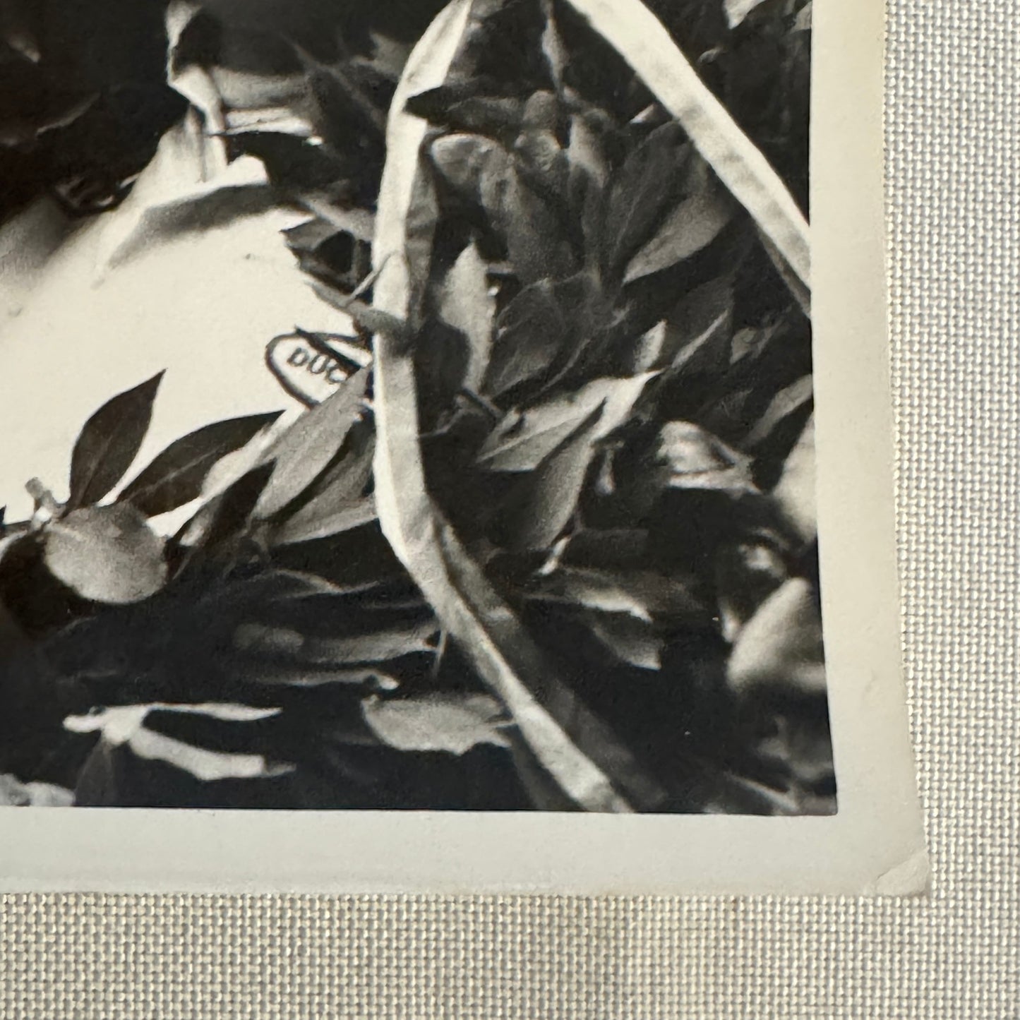 Vintage Racing Photograph Drivers on Victory Podium Race Photo