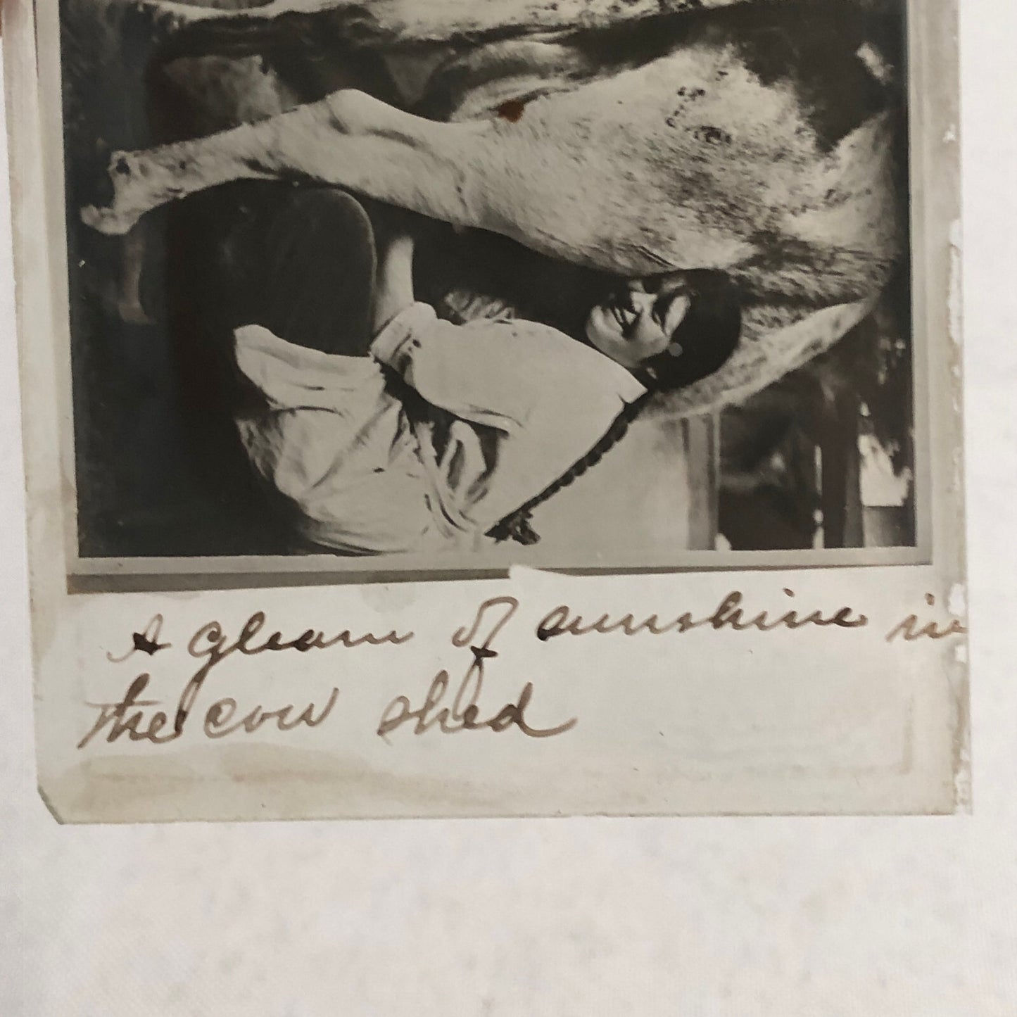 Antique Glass Plate Photo Slide Positive Woman Milking Cow Farm Barn