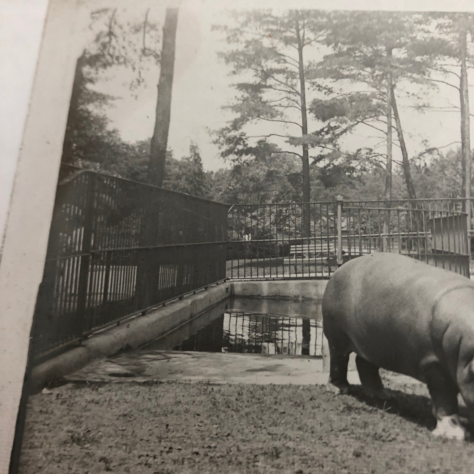 Glass Plate Lantern Slide Hippopotamus Hippo Animal Antique Vintage