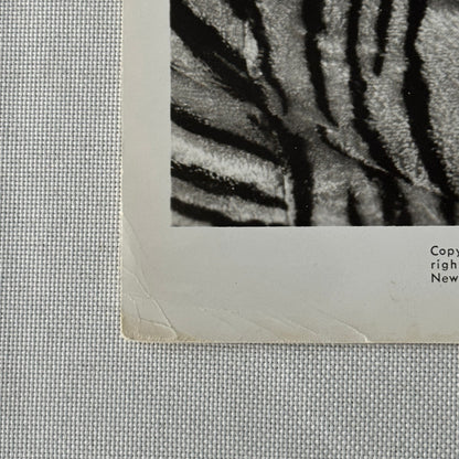 Vintage Movie Still Press Photo Photograph Kotch 1971 ABC Pictures