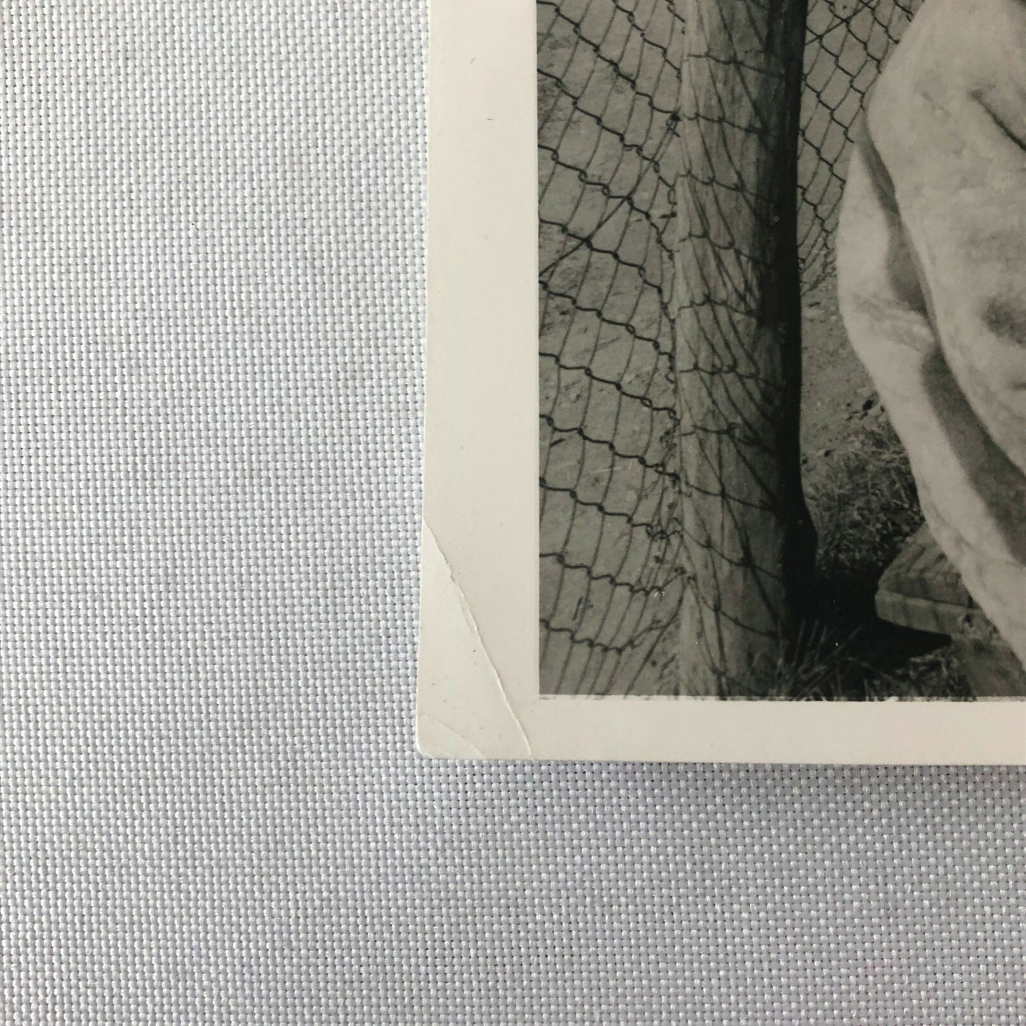 Vintage Stirling Moss Racing Driver Photo Photograph Women and Dog 