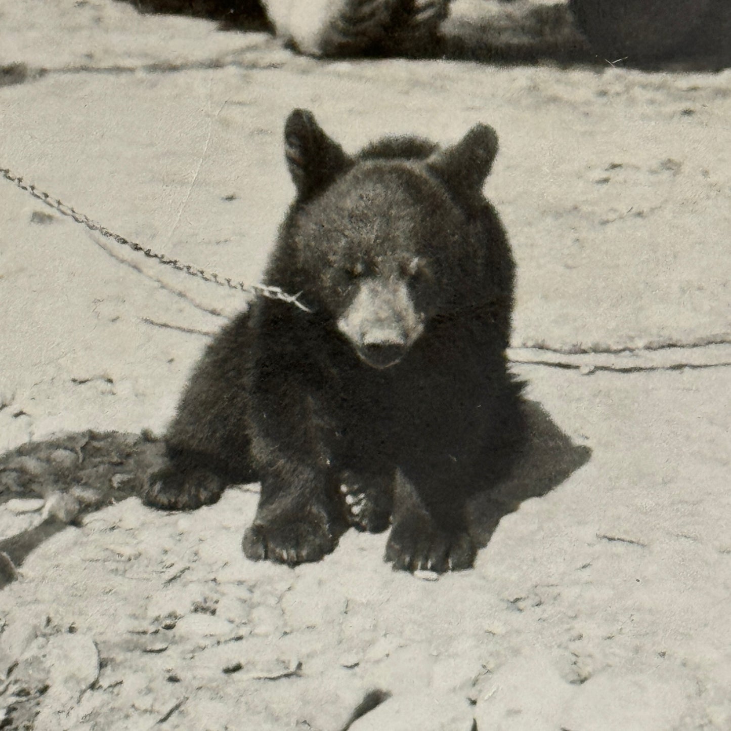 Vintage Photo Photograph Print Bear Cub with Truck