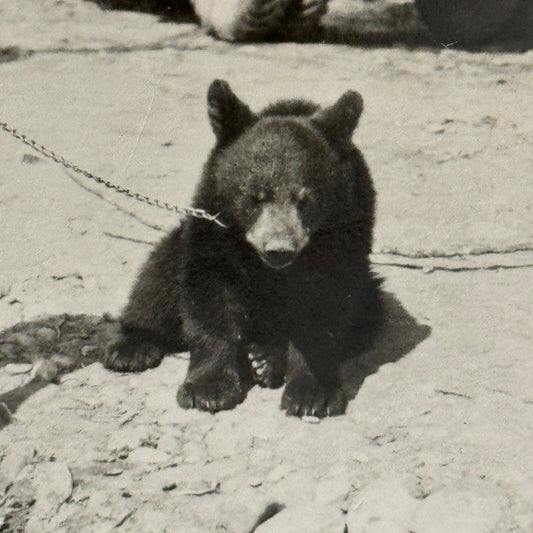 Vintage Photo Photograph Print Bear Cub with Truck