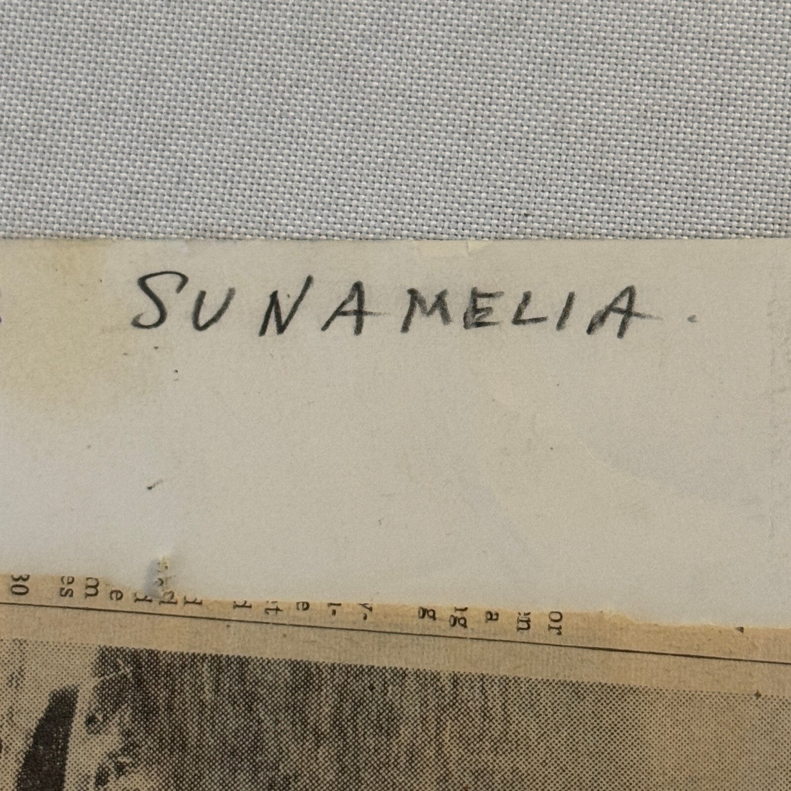 Vintage Ship Boat Photo Photograph Print MV Sunamelia 1954