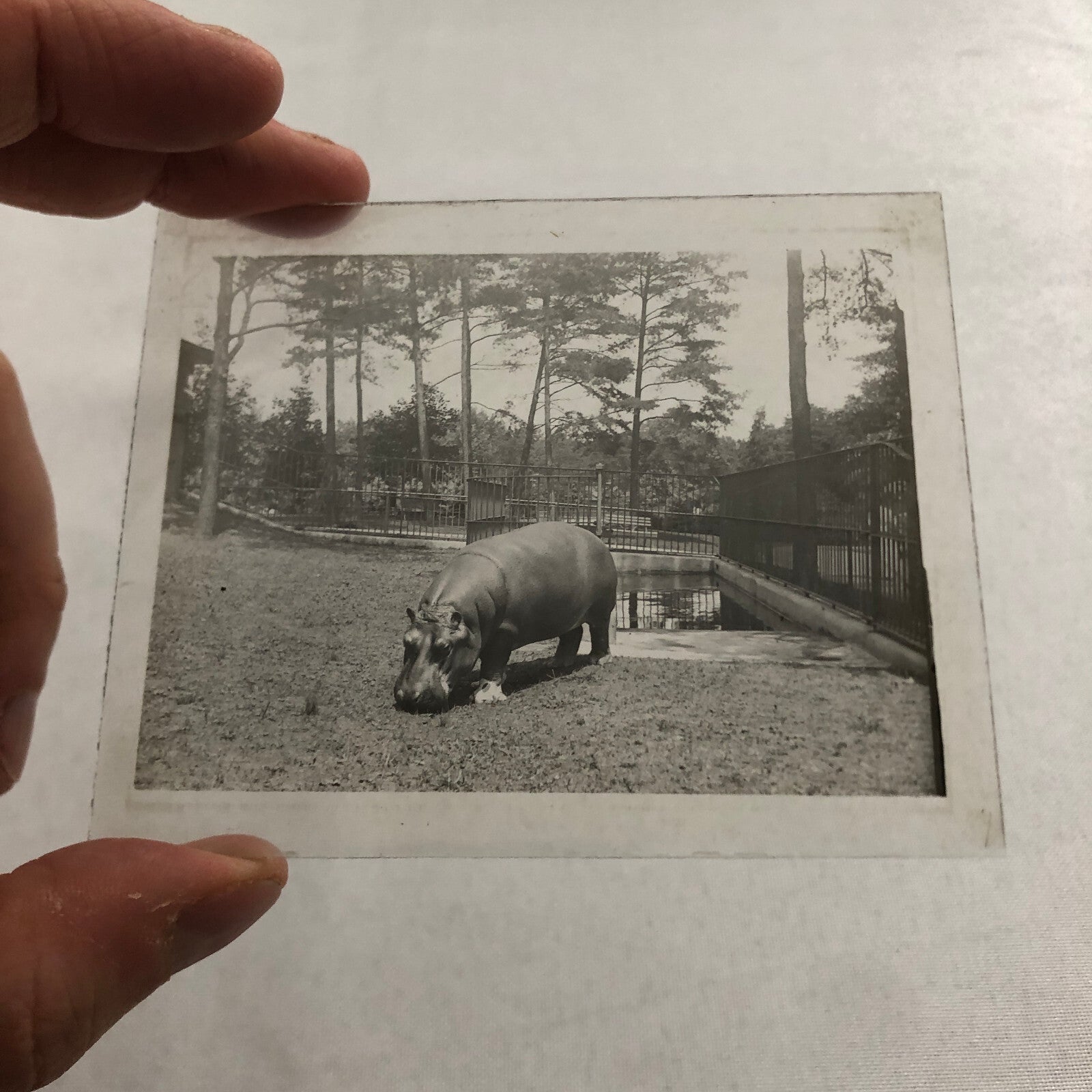 Glass Plate Lantern Slide Hippopotamus Hippo Animal Antique Vintage
