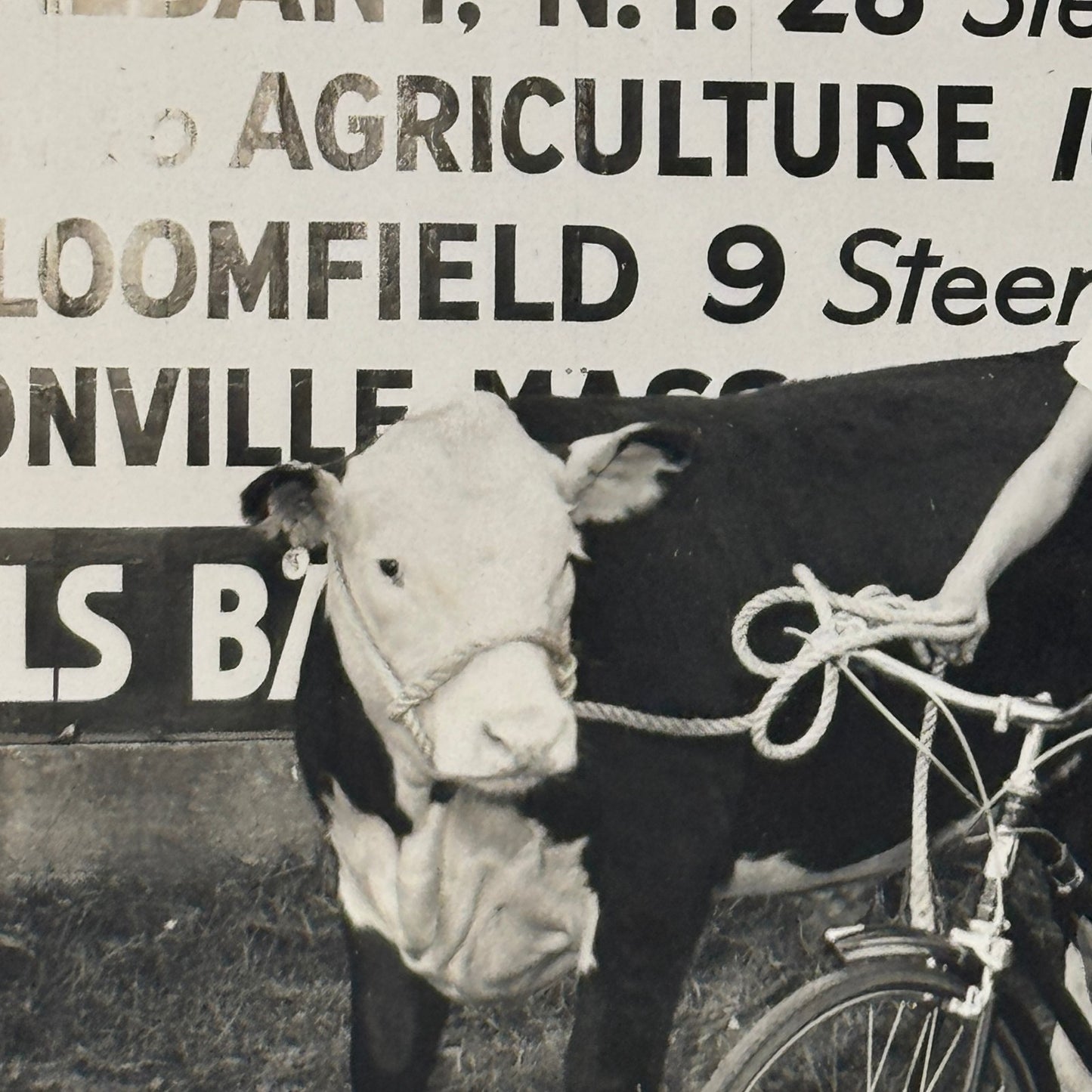 Vintage Photo Negative and Print Child on Bicycle with Cow 1952