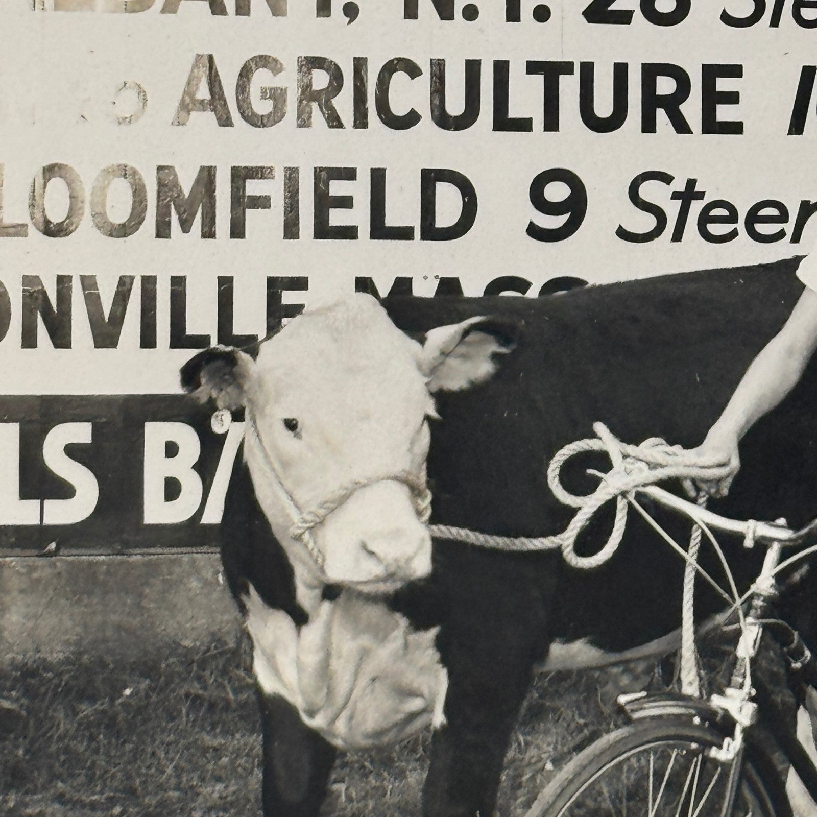 Vintage Photo Negative and Print Child on Bicycle with Cow 1952