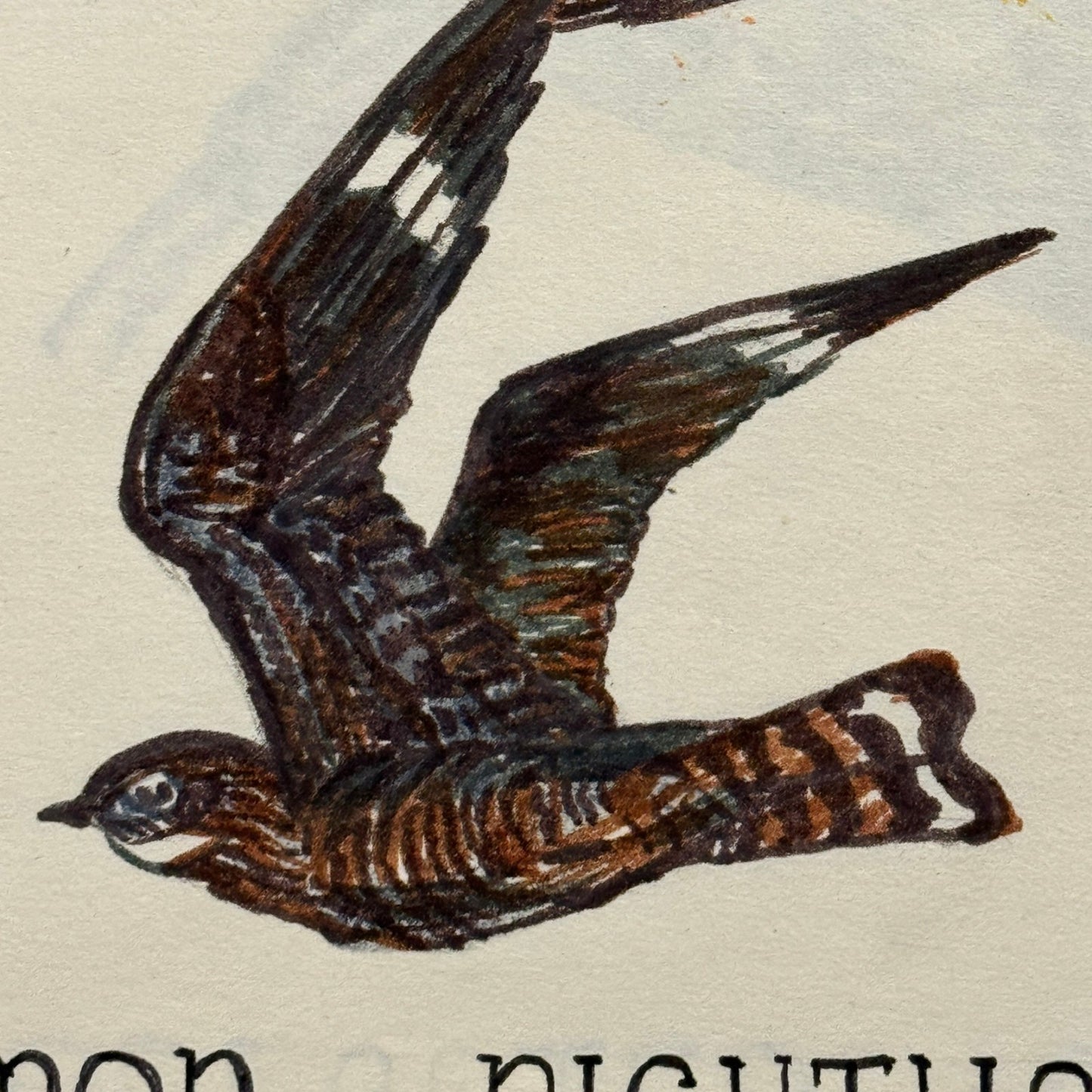 Vintage Bird Art Illustration Sketchbook Baltimore Oriole Grosbeak Nighthawk