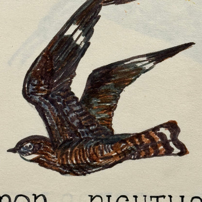 Vintage Bird Art Illustration Sketchbook Baltimore Oriole Grosbeak Nighthawk
