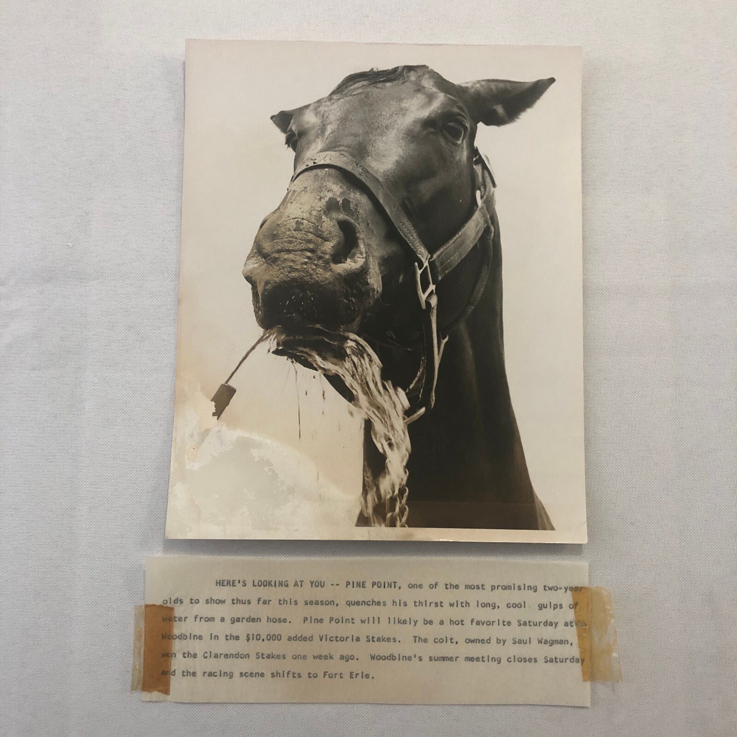Vintage Horse Racing Photo Photograph Pine Point