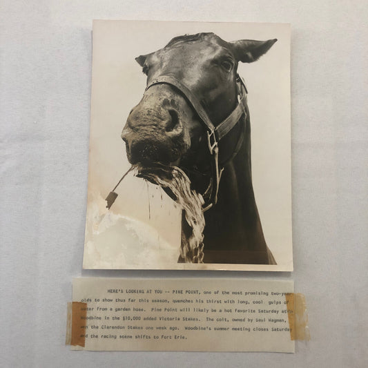 Vintage Horse Racing Photo Photograph Pine Point