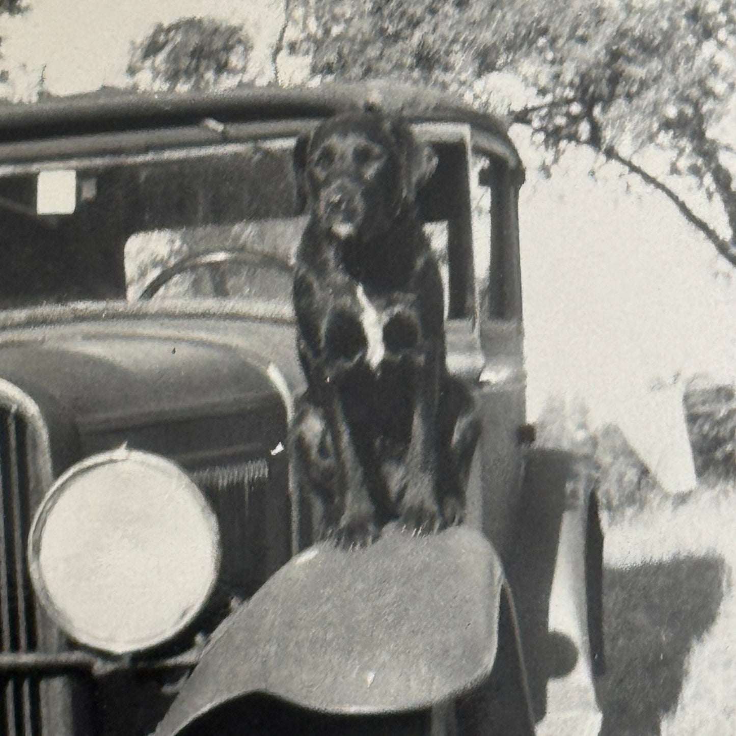 Vintage Car Photo Photograph Print Dog with Automobile Snapshot