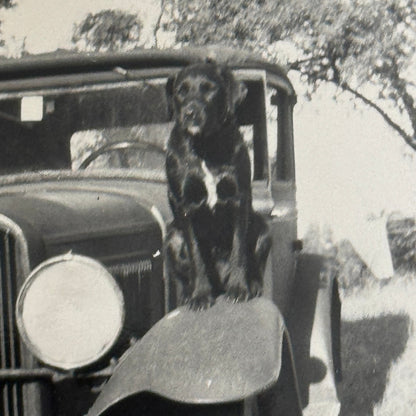 Vintage Car Photo Photograph Print Dog with Automobile Snapshot
