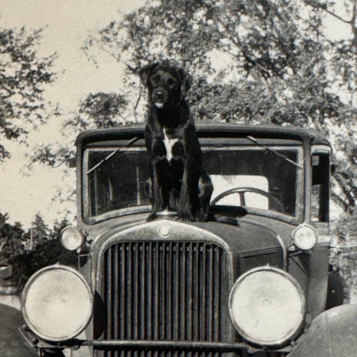 Vintage Dog Automobile Photo Photograph Print Snapshot Early Car