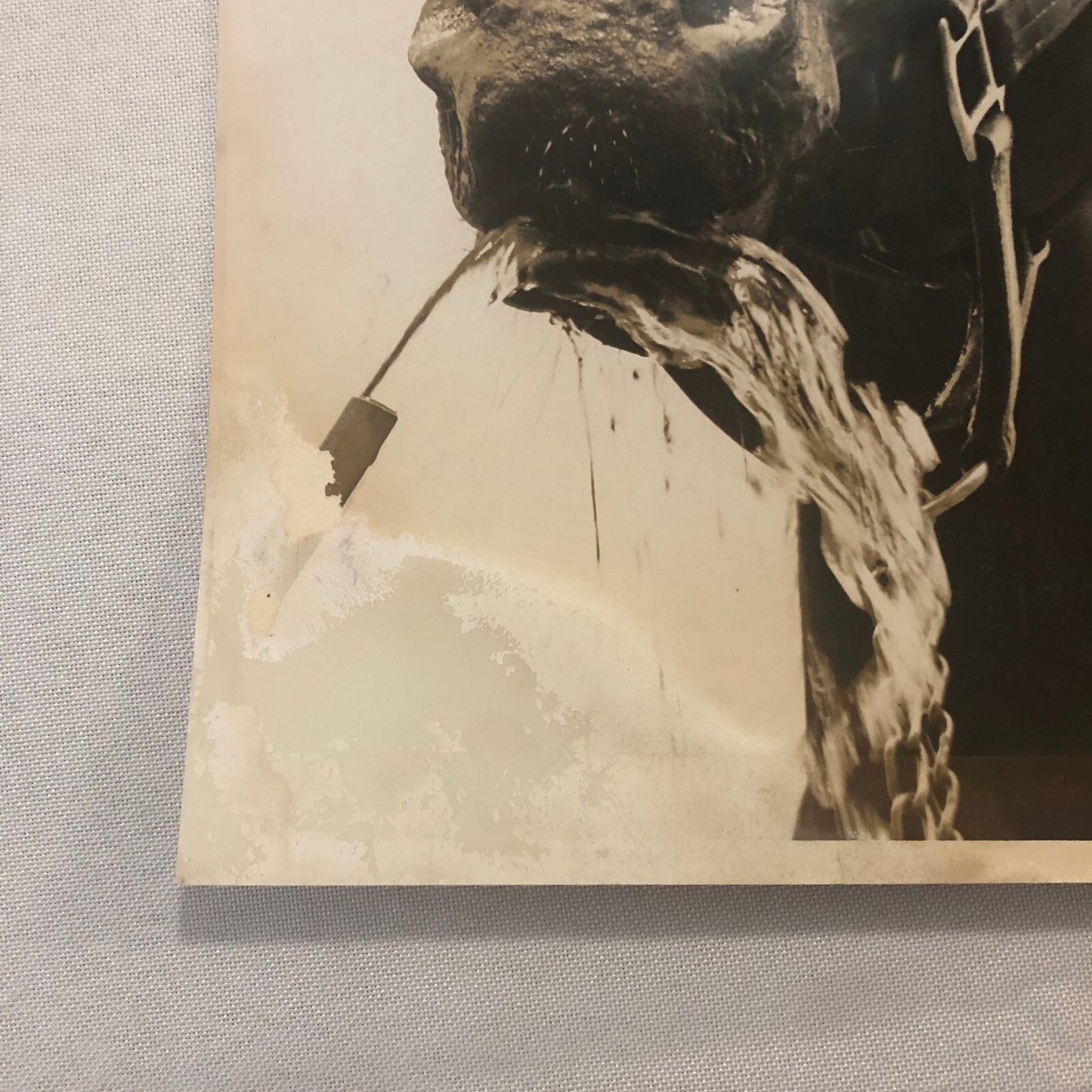 Vintage Horse Racing Photo Photograph Pine Point