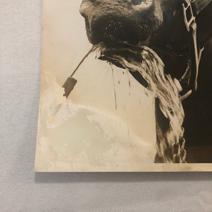 Vintage Horse Racing Photo Photograph Pine Point