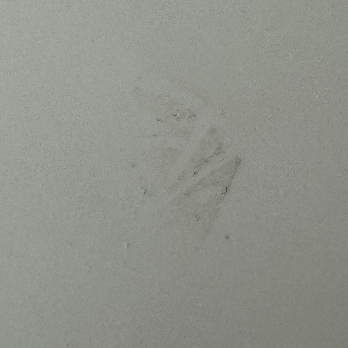 Vintage Car Racing Photo Circuit Mont Tremblant Quebec Canada Photograph