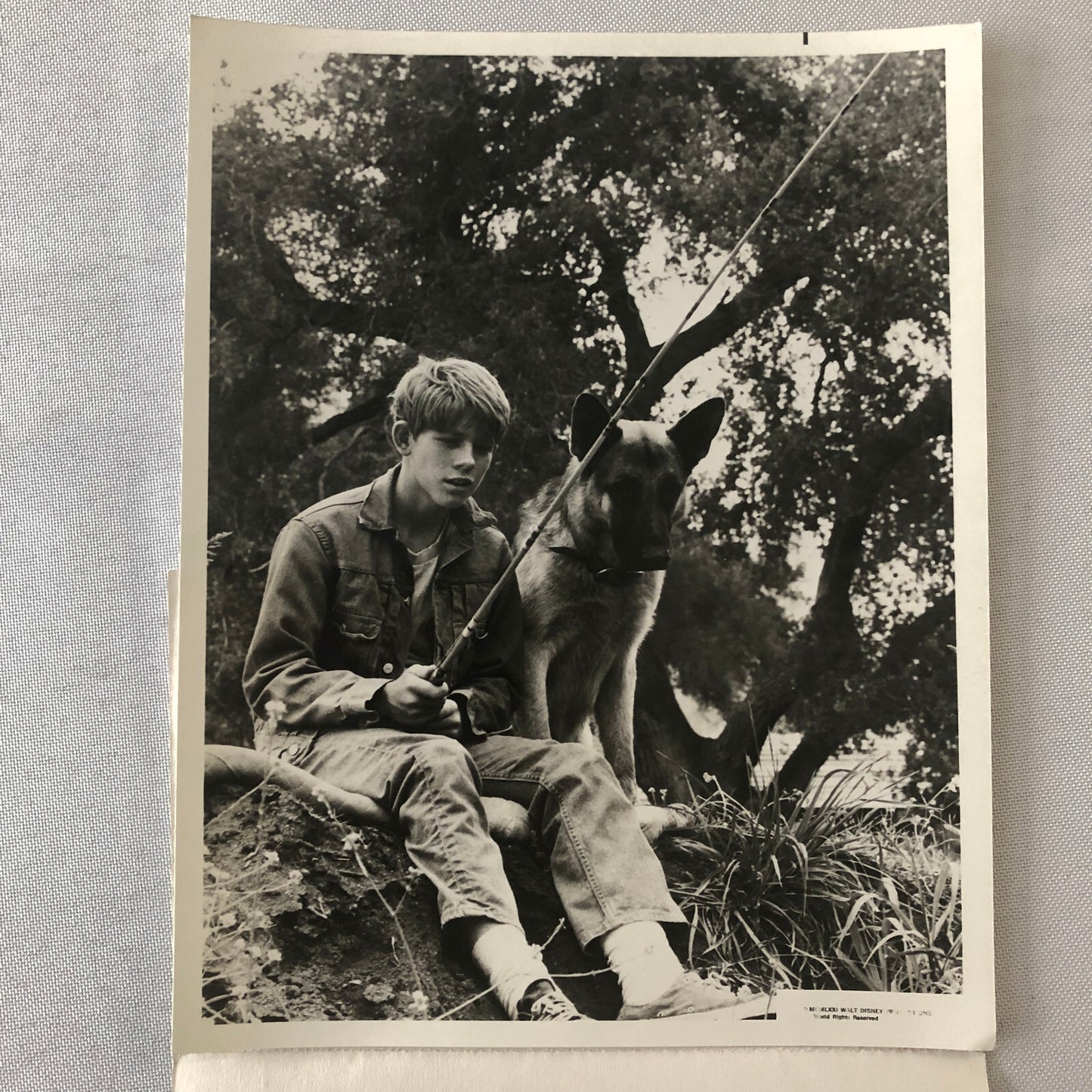 Ron Howard Smoke German Sheppard NBC Television Disney Press Photo Photograph