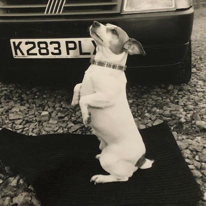 Vintage Fiat Car Factory Press Photo Photograph Print with Dog 