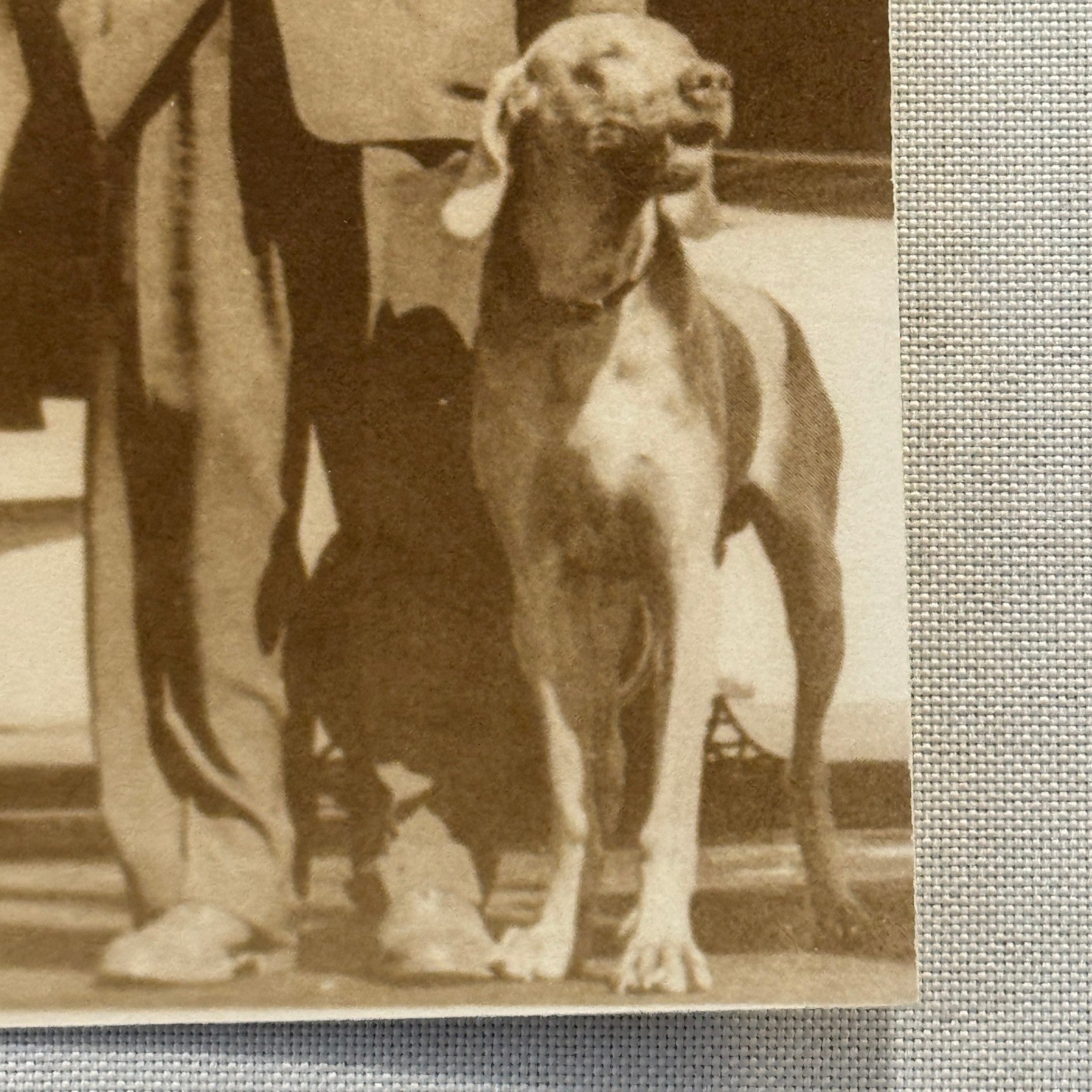 Vintage Photograph Donald Wills Douglas Sr with Dog Douglas Aircraft Aviation