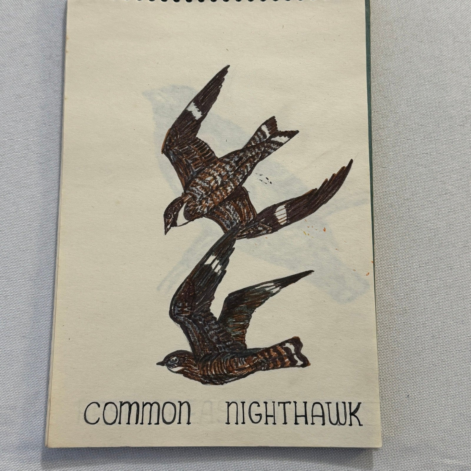 Vintage Bird Art Illustration Sketchbook Baltimore Oriole Grosbeak Nighthawk