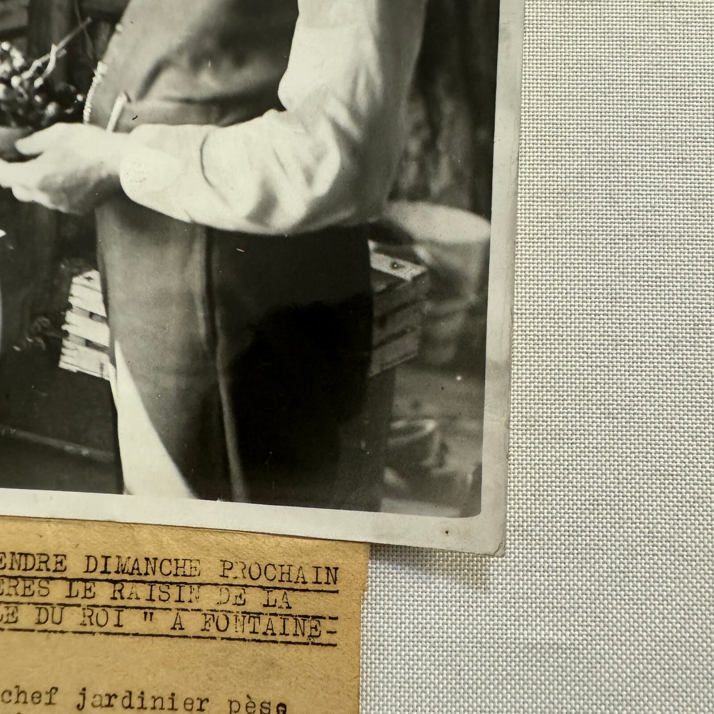 French Press Photo Photograph Gardener Weighing Grapes 1934 Agence Trampus