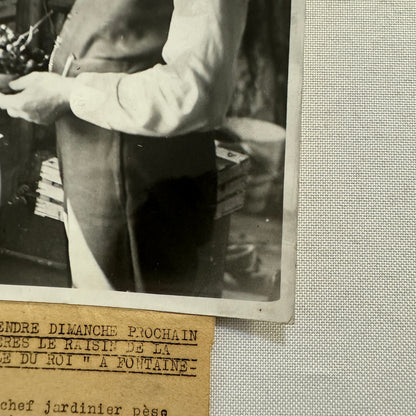French Press Photo Photograph Gardener Weighing Grapes 1934 Agence Trampus