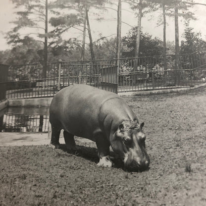 Glass Plate Lantern Slide Hippopotamus Hippo Animal Antique Vintage