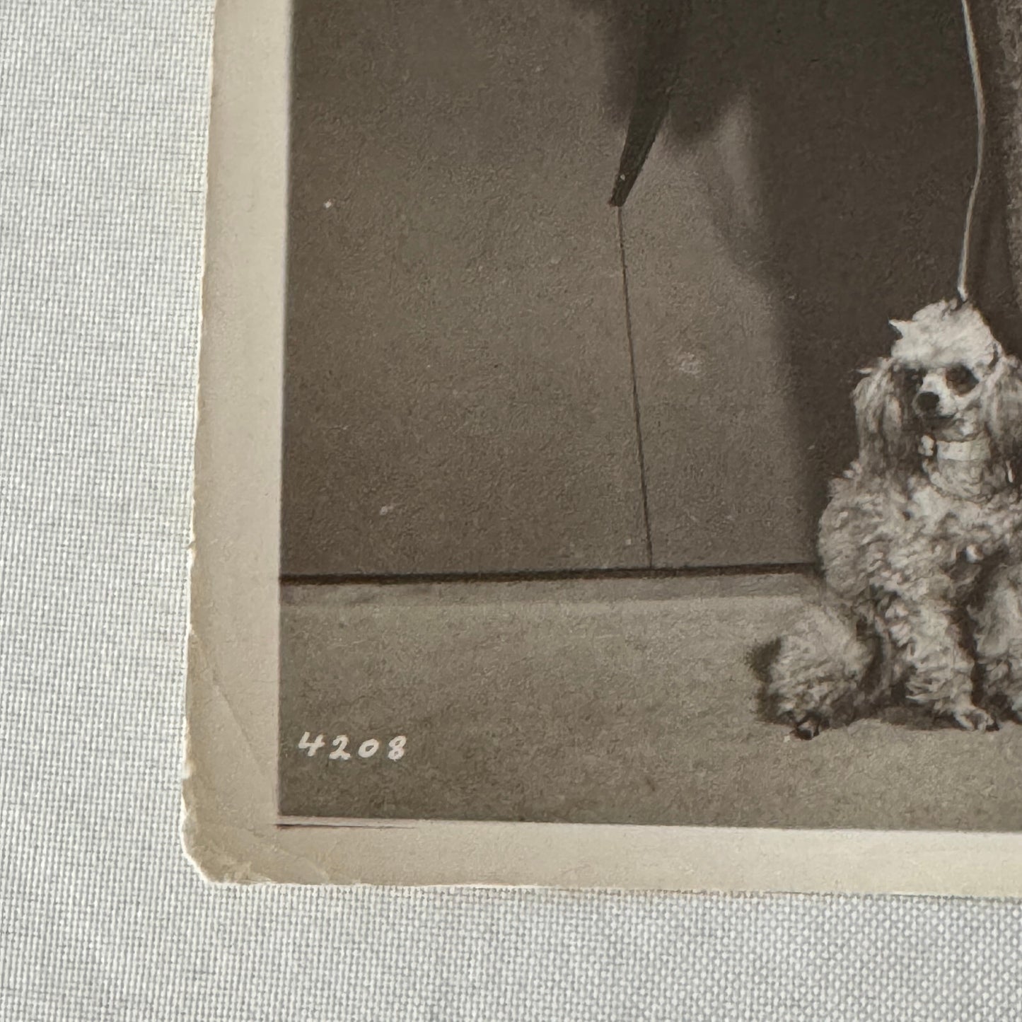 Vintage Movie Photo Photograph Actress with Dog Unidentified